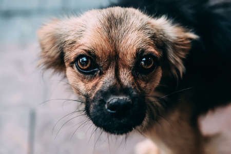 The friendly dog close up portrait, clever eyesの写真素材