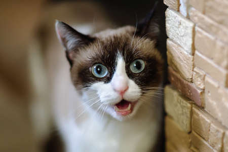 Portrait of cute cat with black circles over its eyes, pet in home, kittyの写真素材