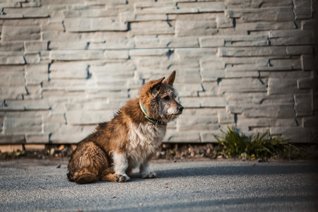 A dog wearing a collar with ukrainian blue and yellow color flagの写真素材
