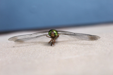 Dragonfly isolated on bluegray and lightbrown backgroundの写真素材