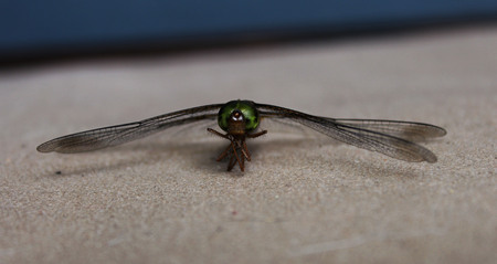 Dragonfly isolated on bluegray and lightbrown backgroundの写真素材