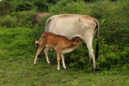 Cow doing milk feedingの写真素材