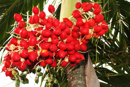 betel nut fruit green and redの写真素材