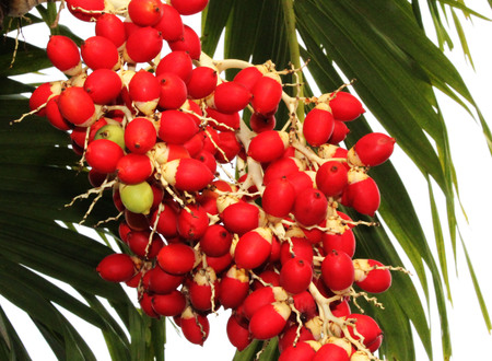 betel nut fruit green and redの写真素材