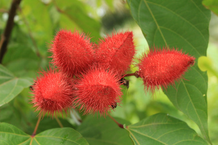 asian achueteの写真素材