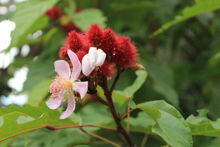 asian achuete with flowerの写真素材