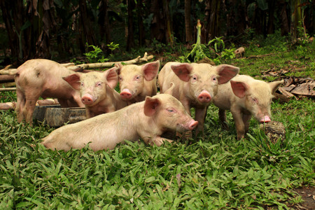 a group of suckling pose on a photoshoot