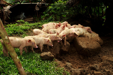 a group of suckling pose on a photoshootの写真素材