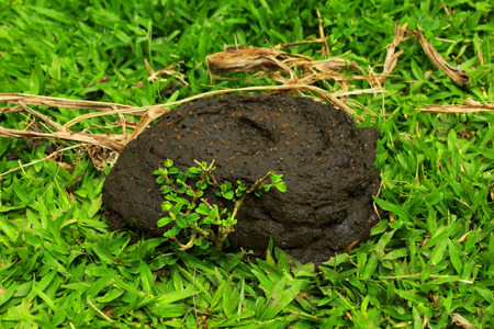 cow poop with flyの写真素材