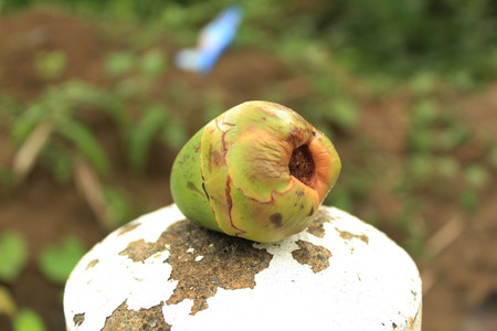 small coconut usually used kinilaw fishの写真素材