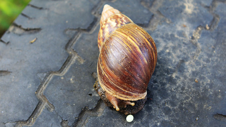 Asian snail giving eggの写真素材