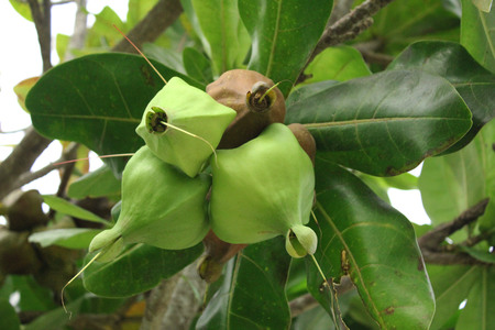 asiatica plant and fruitsの写真素材