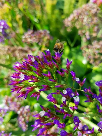 Bee collecting nectar