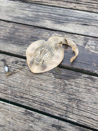 Banjo shark on pier