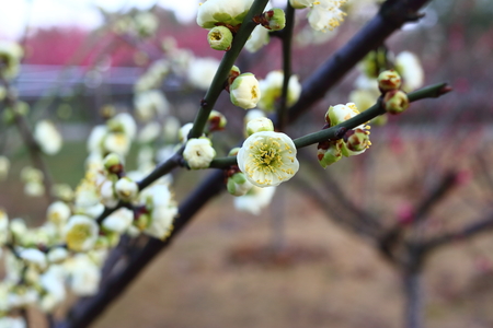 Green Plumの写真素材