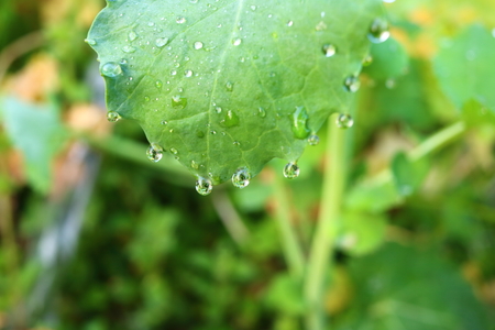 Morning Dewの写真素材