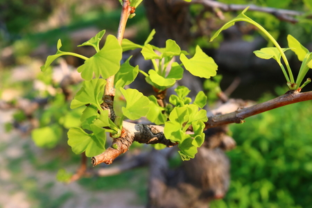 Ginkgoの写真素材