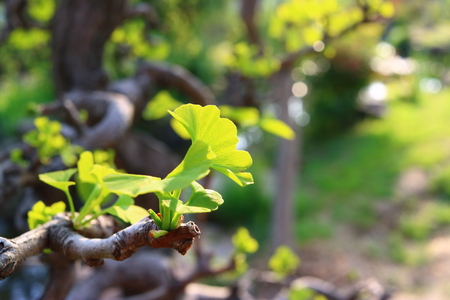 New ginkgo