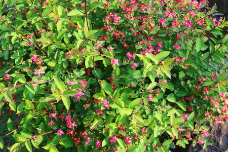 Needle-like leavesの写真素材