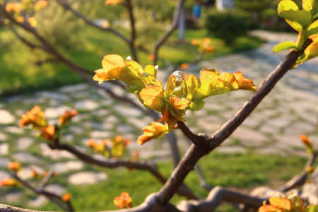 Lagerstroemiaの写真素材