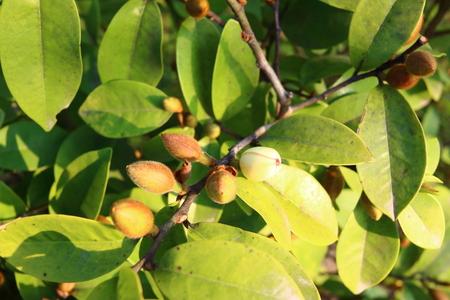 Camelliaの写真素材