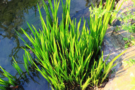 Grass in springの写真素材