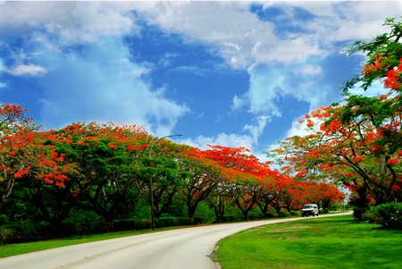 Flame Tree Avenue, Saipan A photographers delight usually from February to July each year when the flame trees blossom.の写真素材