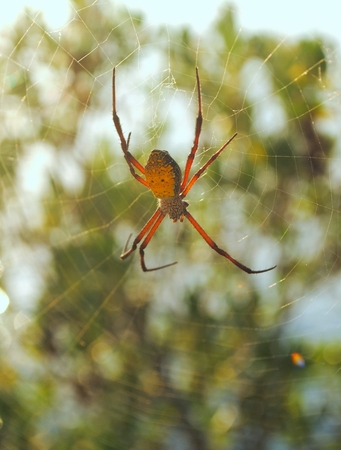 Spider and bokehの写真素材