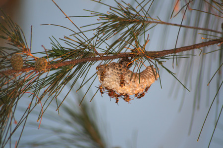 bees feeding time Bees are feeding on a pine cone.の写真素材