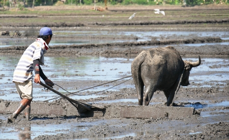 Farmer and carabao at work, Philippines A farmer plows the ricefield with the carabao, known as the beast of burden.の写真素材