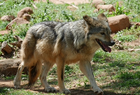 Mexican grey wolf full body shot A Mexican grey wolf walking with mouth open