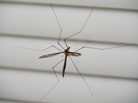 Pond fly on the glass door A pond fly resting against a glass doorの写真素材