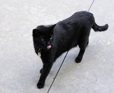Big black cat with tongue sticking out  Black cat walking in the cement pavementの写真素材
