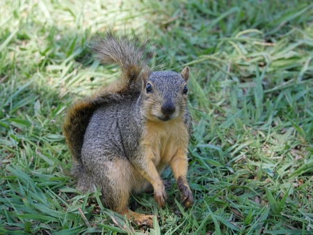 Small squirrel in a watchful sitting position, looking at the cameraの写真素材