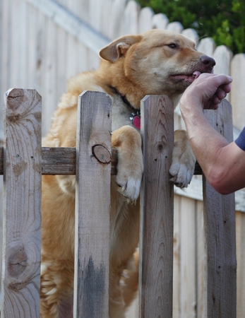 Brown dog on its hinds licking hand of a manの写真素材