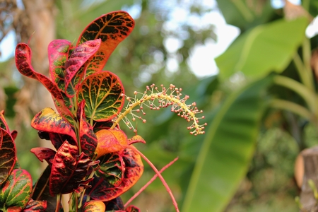 Tropical croton plant, also called San Francisco plant in the Philippines