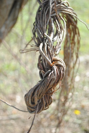 a tangled mess of vines hang from the side of a tree form a knotの写真素材