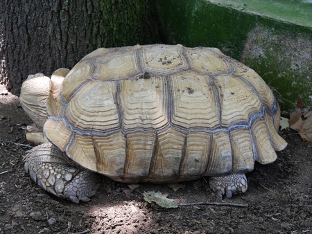 Big brown turtle asleep in the ground next to a big treeの写真素材