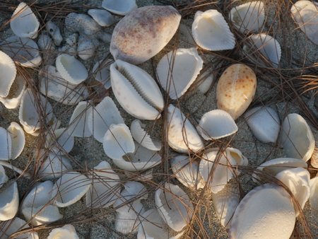A bunch of seashells in the sand covered with pine cones