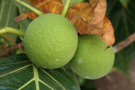 Bread fruit is one of the staple foods in a lot Micronesian islands.