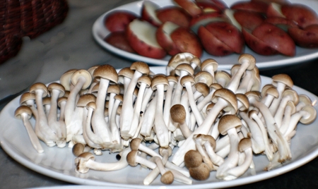 Mushrooms are one of the main ingredients used in the kitchens for different recipes.の写真素材