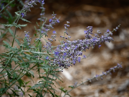 Sprigs of lavender flowers in the gardenの写真素材