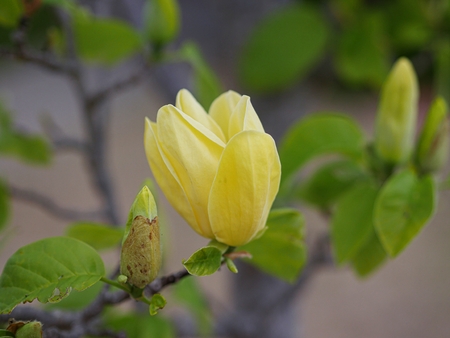 Half-open yellow flower blooming on a branch, with blurred green leaves in the backgroundの写真素材