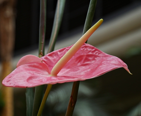 Anthurium or flamingo flowerの写真素材