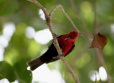 Red bird perched sideways on a tree branch, with bokeh background
