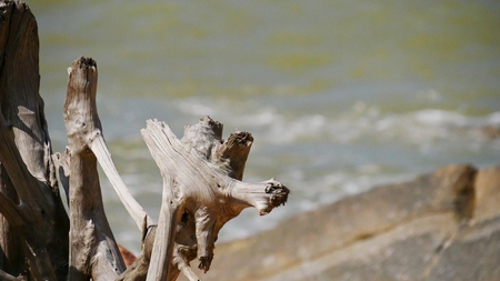 Dead tree stumps on the beachside add attraction especially for photographersの写真素材
