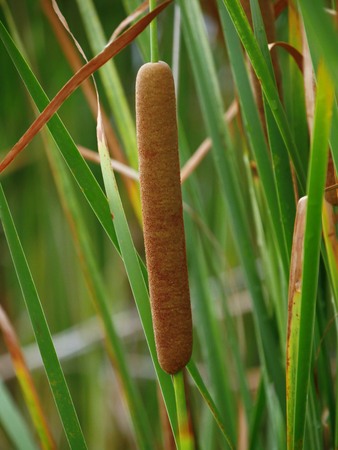 Close up of a common cattail popularly called brown âhot dog on a stickâ usually growing around a pond or artificial lake.の写真素材