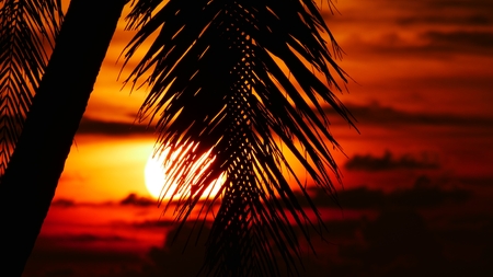 Palm tree silhouetted over a stunning sunset in a tropical islandの写真素材