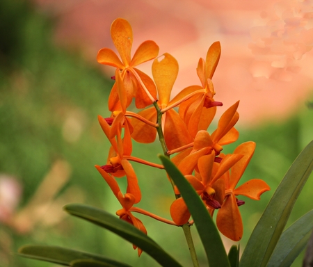 Orange orchids growing in the garden, with blurry backgroundの写真素材