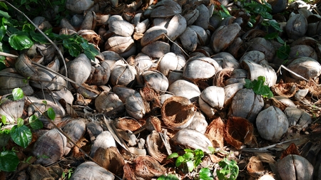 Coconut husks piled in the ground surrounded by green plants